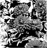 Dahlia%20hybrida%20%27Karma%20Amora%27