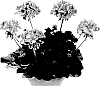 Pelargonium%20x%20hortorum%20%27Pacmored%27