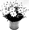 Bidens%20ferulifolia%20%27KLEBF15323%27