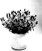 Lavandula%20stoechas%20%27DLAVENLPOP%27