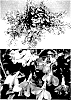 Lobelia%20erinus%20%27Sunlobe%20Torepin%27