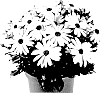 Osteospermum%20plant%20name%20%27Fidosmasuwhimp%27