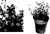 Bidens%20plant%20named%20%27KOIBID1346%27