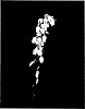 Vaccinium%20corymbosum%20L.%20%27FL06-556%27
