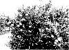 Citrus%20reticulata%20hybrid%20x%20Citrus%20kinokuni%20%27Mukakukishu%27%20%27Bingo%27