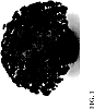 Chrysanthemum%20x%20morifolium%20Ramat.%20%27Zanmuberry%27