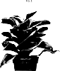 Dracaena%20fragrans%20%27Dradorco%27