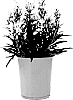 Penstemon%20barbatus%20%27Novapenlig%27