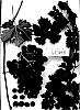 Vitis%20vinifera%20%27Sugrafortyeight%27