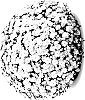Chrysanthemum%20x%20morifolium%20%27Akilon%20Gold%27