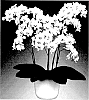 Phalaenopsis%20hybrida%20%27Mia%27