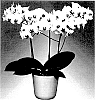 Phalaenopsis%20hybrida%20%27FLOR277322%27