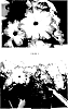 Petunia%20hybrida%20%27PEHY0008%27