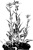 Campanula%20glomerata%20%27Chantal%27