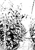 Rubus%20idaeus%20%27Advabemap%27