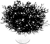 Dianthus%20sp.%20%27KLEDG14177%27