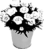 Dianthus%20caryophyllus%20%27KLEDP15181%27