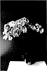 Phalaenopsis%20hybrida%20%27MI00202%27