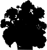 Pelargonium%20zonale%20%27Duebezreimp%27