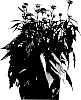 Echinacea%20plant%20named%20%27Orange273%27