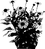 Echinacea%20plant%20named%20%27HILMOOOAWAK%27