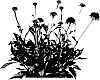 Echinacea%20plant%20named%20%27Sweet271%27