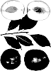 Interspecific%20Prunus%20species%20%27Autumn%20Charm%27