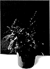 Celosia%20plumosa%20%27BKCELFSC%27