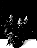 Celosia%20plumosa%20%27BKCELFLM%27