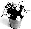 Dianthus%20sp.%20%27KLEDG14174%27