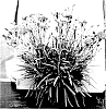 Dianthus%20x%20allwoodii%20%27WP15%20VAL12%27