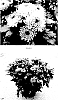 Chrysanthemum%20x%20morifolium%20%27CIDZ0067%27