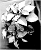 Euphorbia%20pulcherrima%20Willd.%20%27PER1409%27