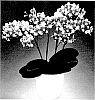 Phalaenopsis%20hybrida%20%27Summersong%27