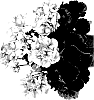 Pelargonium%20zonale%20%27Duebezpinimp%27