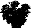 Pelargonium%20zonale%20%27Duebezfubuimp%27