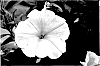 Petunia%20hybrida%20%27KLEPH15261%27