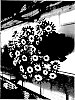 Senecio%20cruentus%20%28Masson%20ex%20L%27H%C3%83%C2%A9r.%29%20DC.%20%27Sunsenebubakai%27