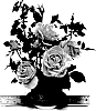Rosa%20hybrida%20%27WEKdoofat%27