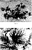 Physocarpus%20opulifolius%20%27JONIGHT%27
