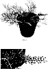 Grevillea%20hybrid%20%27Kings%20Fire%27