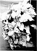 Euphorbia%20pulcherrima%20Willd.%20%27PER1362%27