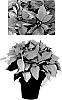 Euphorbia%20pulcherrima%20Willd.%20%27PER1912%27