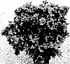 Rhododendron%20hybrida%20%27RLH1-11P1%27
