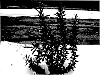 Stevia%20rebaudiana%20%2712-05-005%27