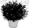 Dianthus%20sp.%20%27KLEDG14178%27