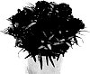 Dianthus%20caryophyllus%20%27KLEDP14216%27