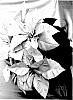 Euphorbia%20pulcherrima%20Willd.%20%27PER3112%27
