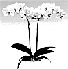 Phalaenopsis%20hybrid%20%27PHALFLACAN%27