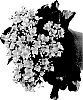 Kalanchoe%20blossfeldiana%20%27Fikalrudak%27